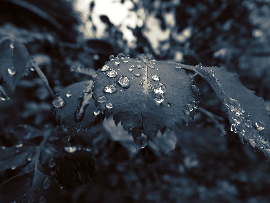 night, nature, garden, drops, rain drops, dew, frost, wet, water HD wallpaper