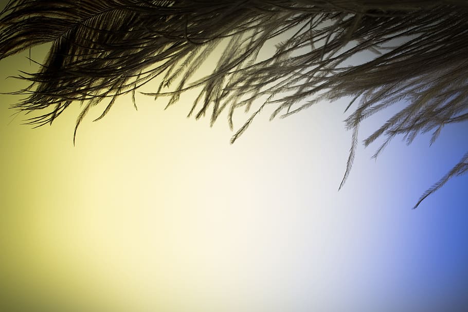 spring, strauss, bird, animal, wing, nature, feather, silk HD wallpaper