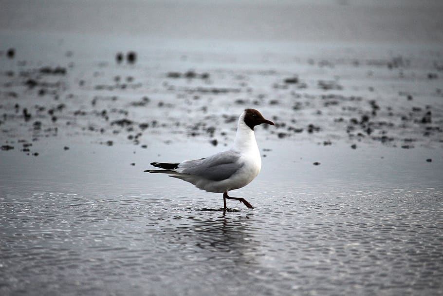seagull, watts, north sea, wadden sea, ebb, birds, walk on the beach HD wallpaper