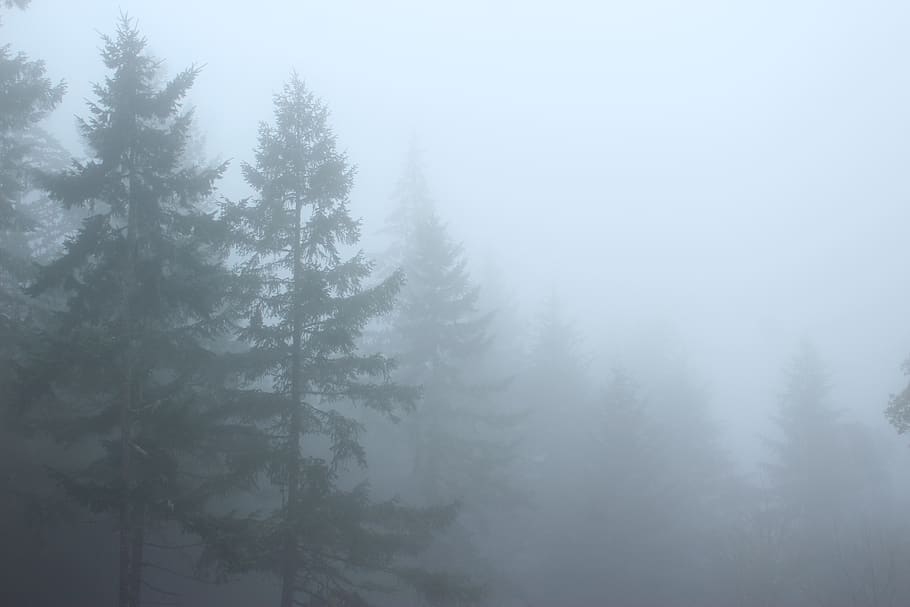 fog, trees, plant, beauty in nature, tranquility, no people HD wallpaper