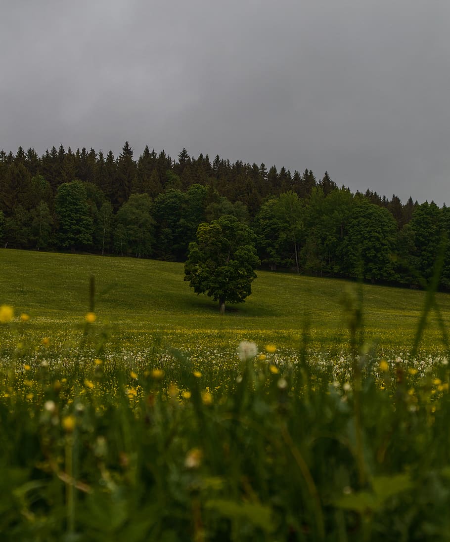 tree on grass field, czechia, meadow, flora, plant, nature, šumava national park HD wallpaper