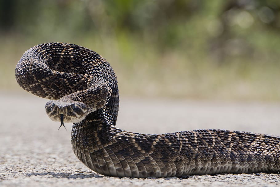 Animal Rattlesnake HD Wallpaper