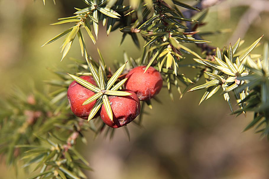 juniper, tree, berry, autumn, woods, forest, plant, flora, botanical HD wallpaper