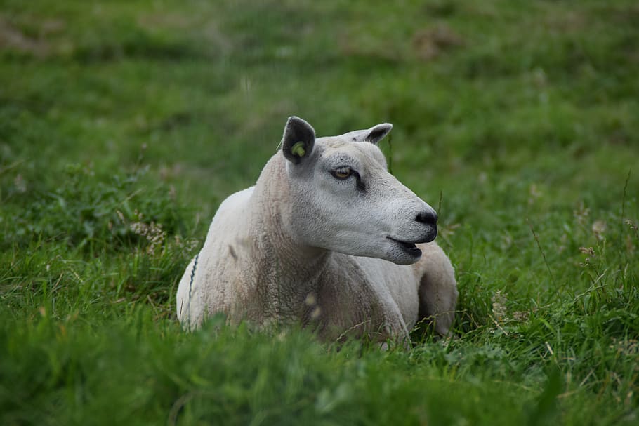 white, sheep, wool, animal, mammal, lamb, cattle, cute, meadow HD wallpaper