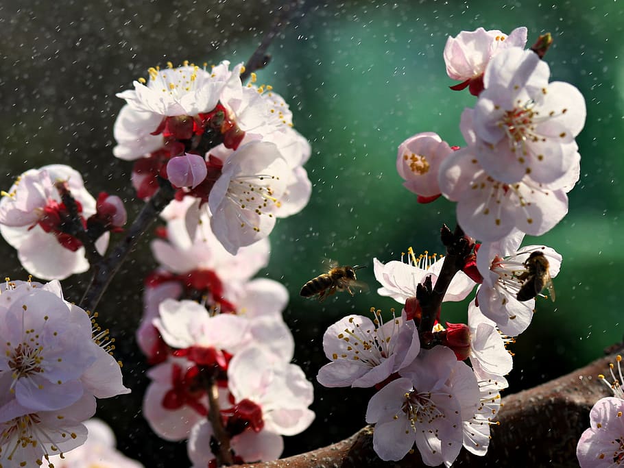 flowers, white, spring, casey, tree, nature, supplies, nice HD wallpaper