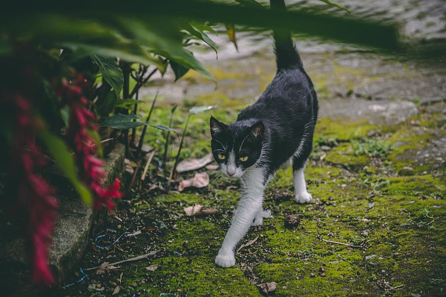 black and white cat, pet, animal, mammal, manx, green, nature HD wallpaper