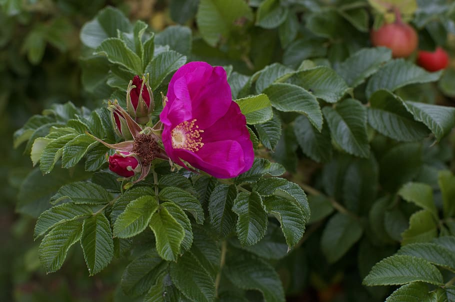 flower, green, nature, bloom, summer, blossom, pink, colorful HD wallpaper