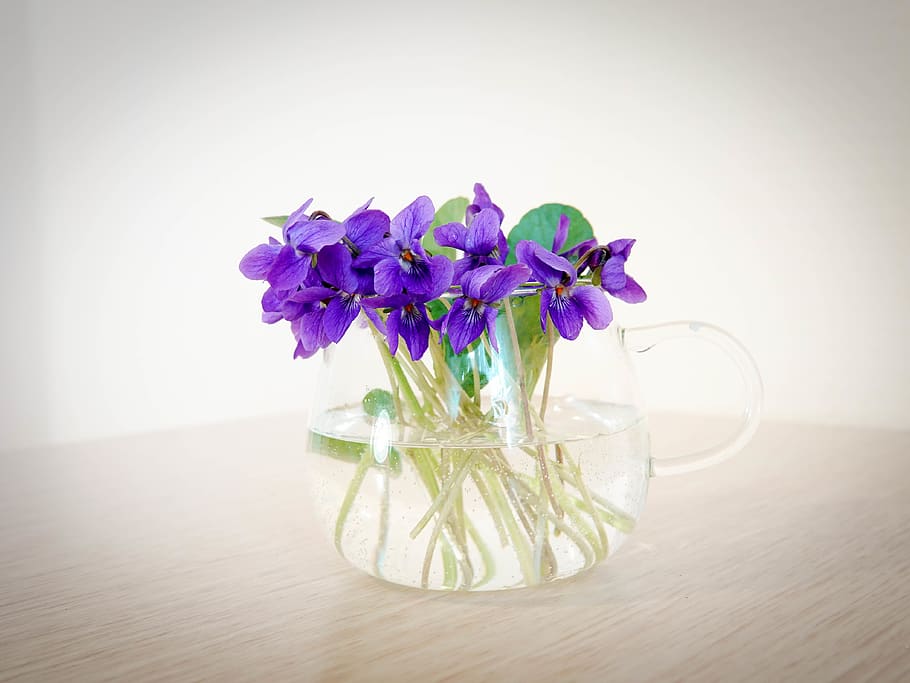 viola, flowers, spring, still-life, flowering plant, freshness HD wallpaper