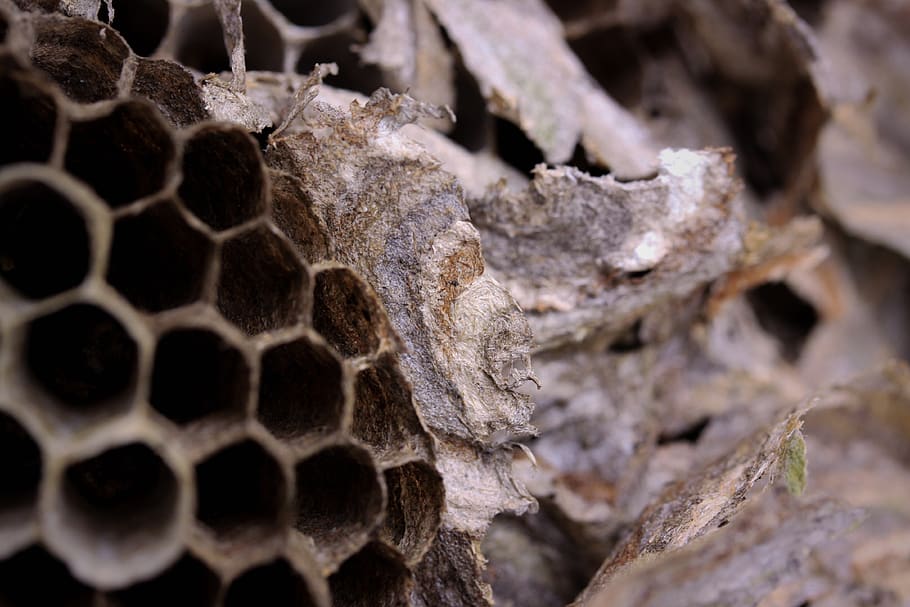 wasp, nest, macro, close-up, no people, selective focus, honeycomb HD wallpaper