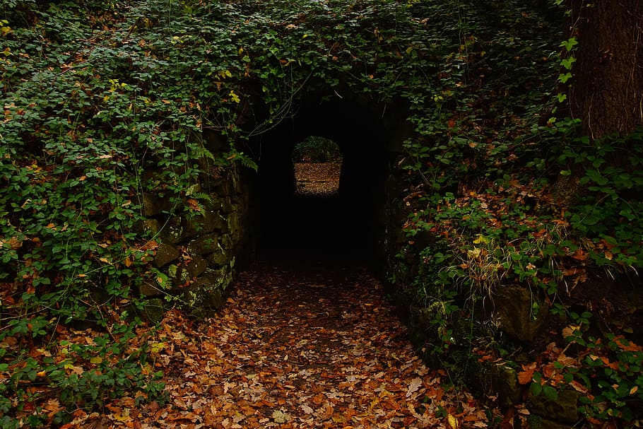 Concrete Tunnel in Forest, alley, daylight, environment, fall HD wallpaper