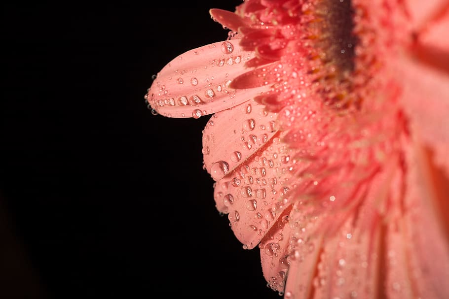 water, color, red, closeup, floral, petal, submerge, stem, gerbera HD wallpaper