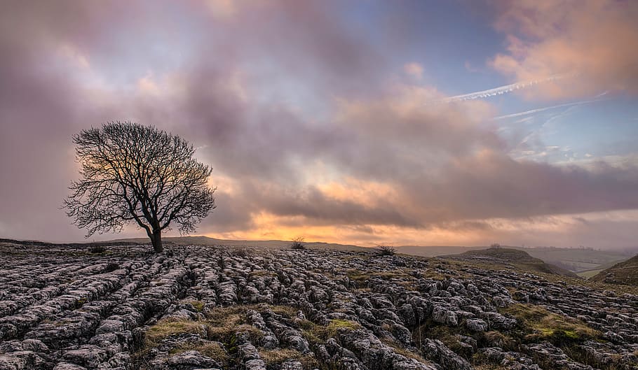 tree, plant, field, farm, cloud, sky, nature, outdoor, cloud - sky HD wallpaper