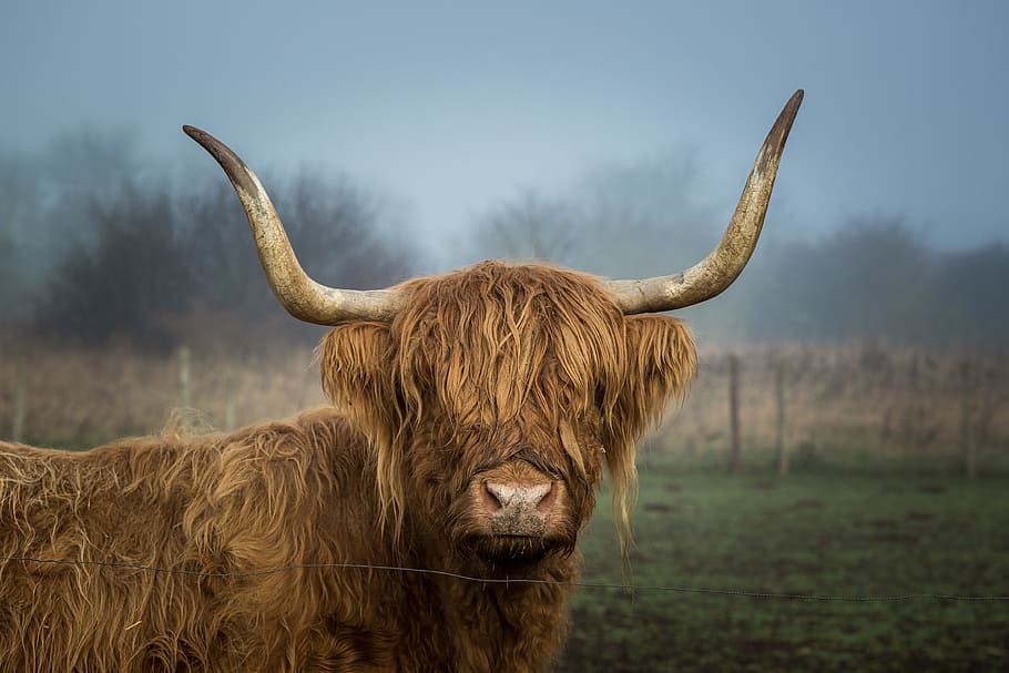 highland, cow, field, farm, animal, horns, hairy, cloudy, stare
