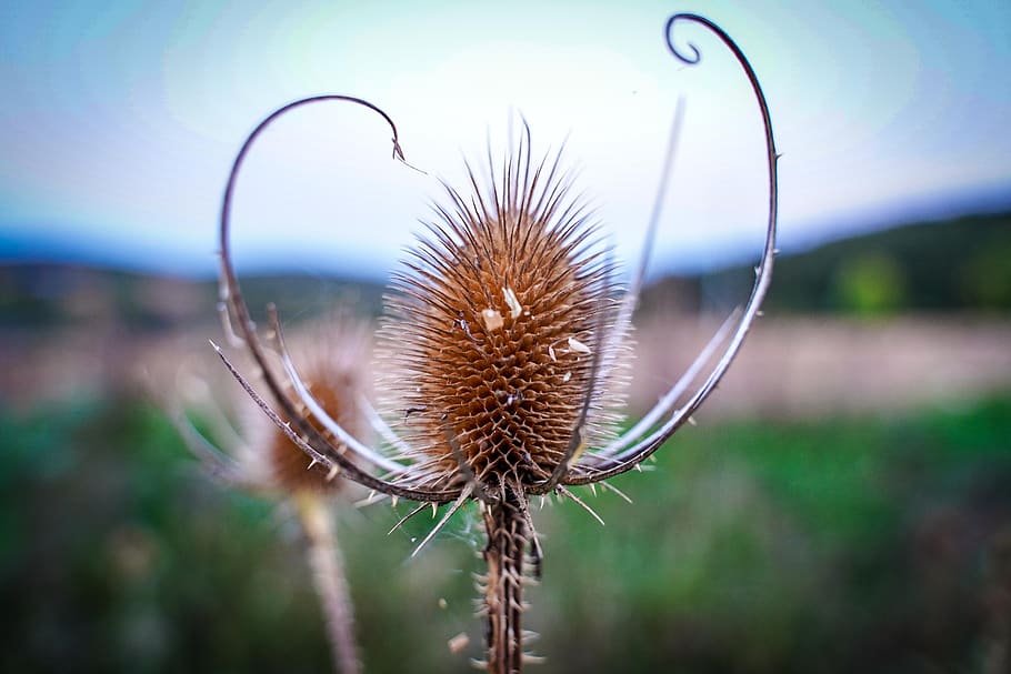 thistle, silver thistle, meadow, dry, brown, macro, garden HD wallpaper