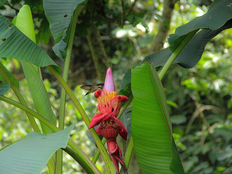 colibrí, pereira, plant, flower, flowering plant, plant part HD wallpaper