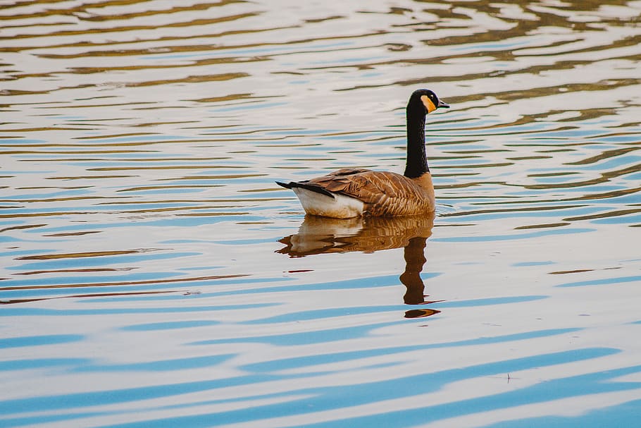 HD wallpaper: black and brown mallard duck, bird, animal, waterfowl ...