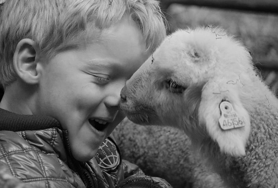 lamb, child, sheep, animal, nature, cute, easter, young, sweet