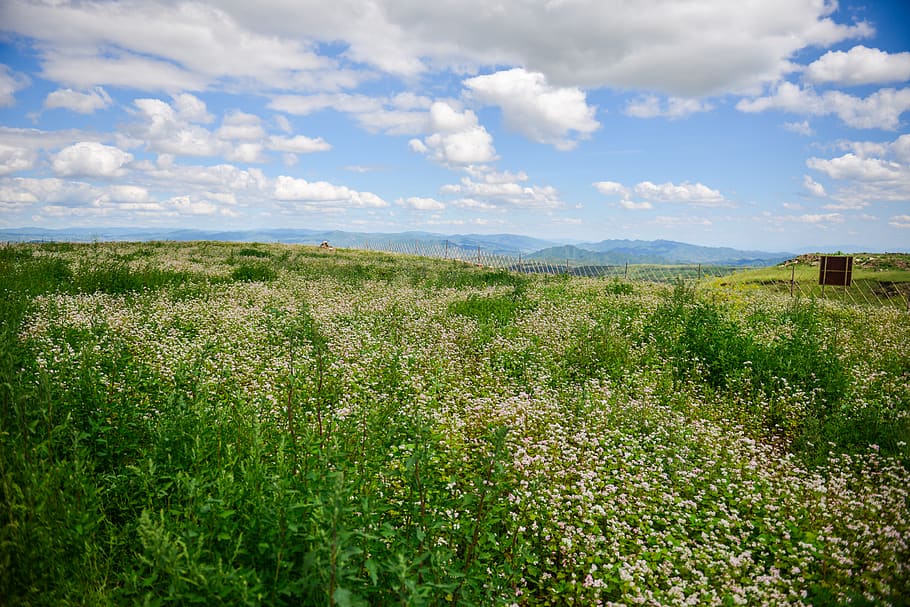 clouds, grassland, blassikakapestris, highland, plant, landscape HD wallpaper