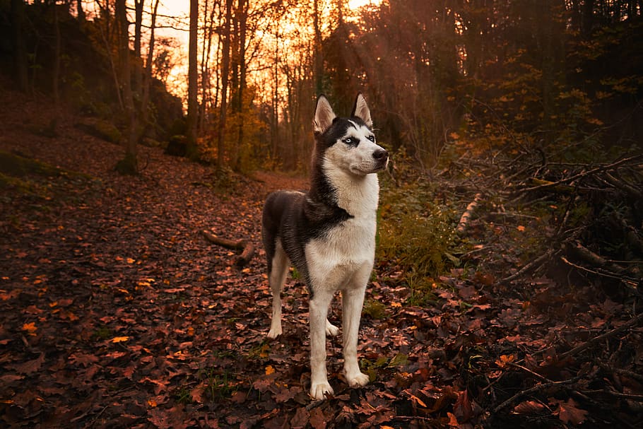 Black and White Husky Standing on Brown Leaves Near Trees, animal, HD wallpaper