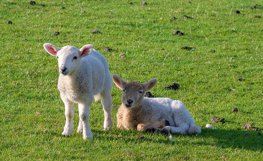 lambs, animals, sheep, cattle, nature, wool, grass, rural, pasture HD wallpaper