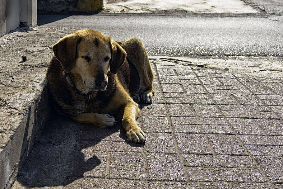 dog, pets, canine, domestic, one animal, domestic animals, animal themes HD wallpaper