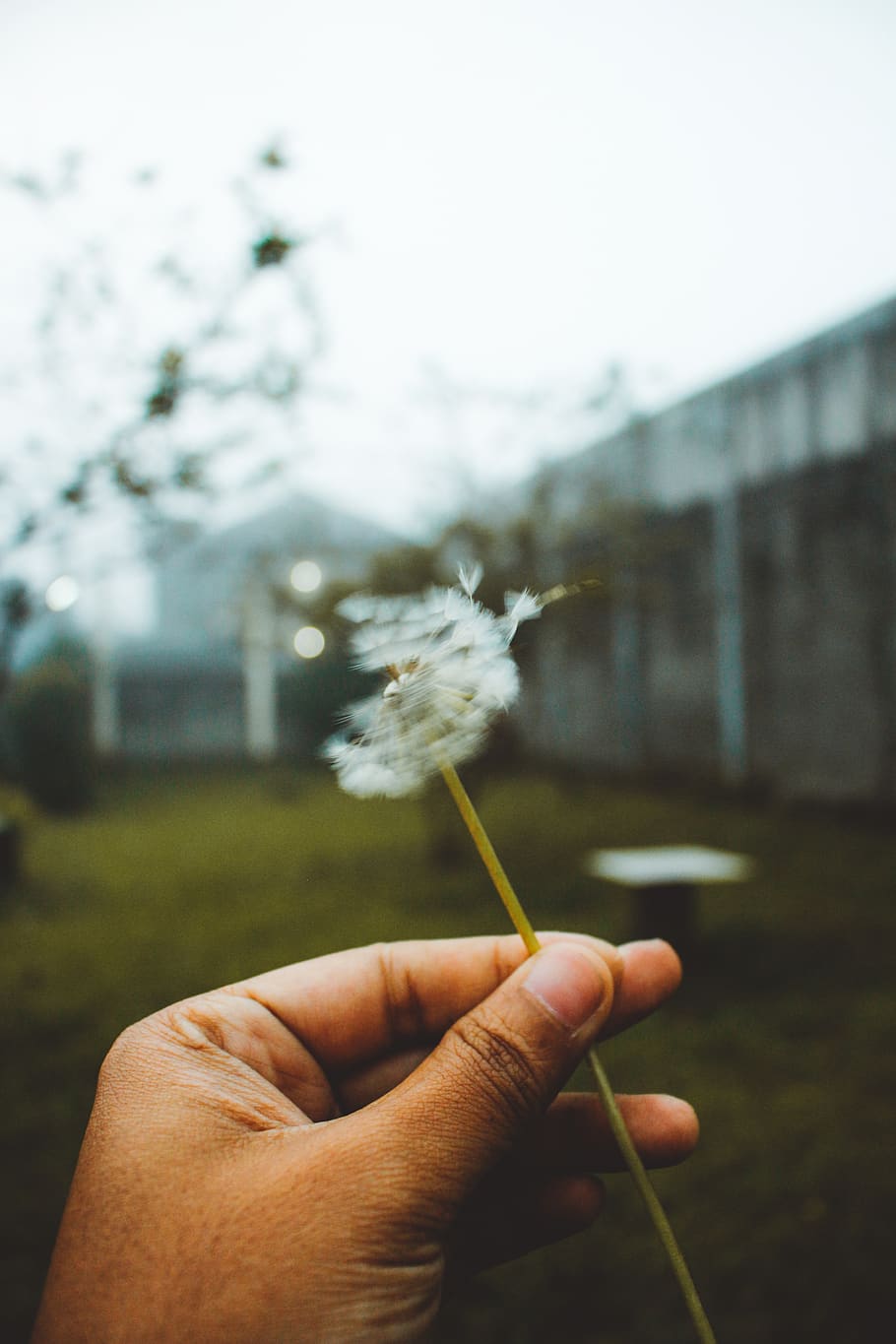 person holding white dandelion flower during daytime, human hand