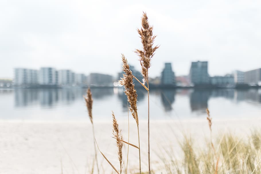 denmark, holbæk, harbour, weed, sand, beach, water, flower HD wallpaper