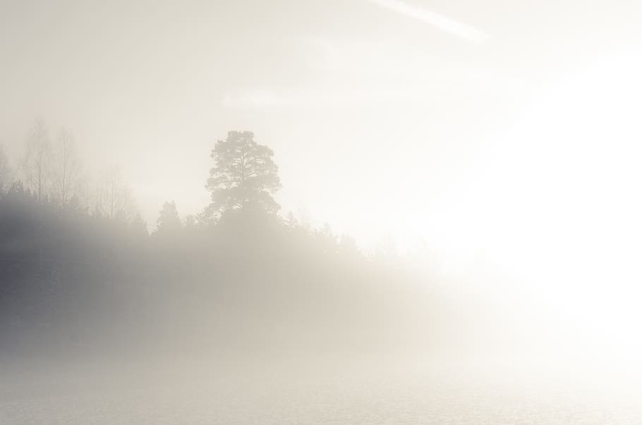 dimm, tree, nature, forest, field, morning, yellow, mood, moody HD wallpaper