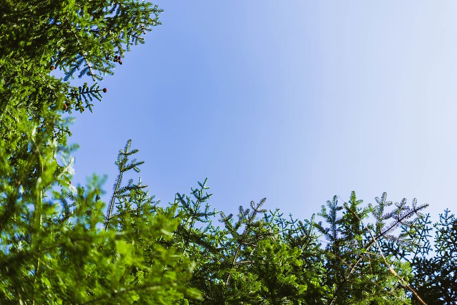 green-leafed trees, plant, nature, suisse, jura, courtedoux, sky HD wallpaper