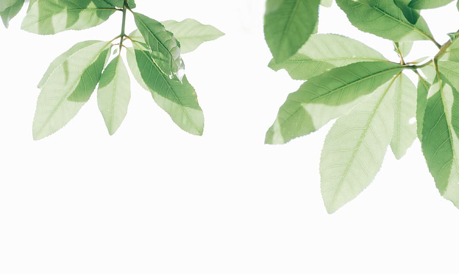 Green Leaf, branch, bright, desktop backgrounds, wallpaper, freshness, HD wallpaper