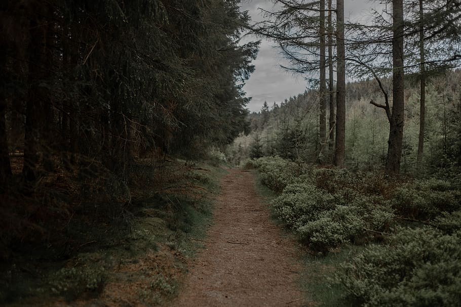 tree, plant, fir, abies, conifer, wales, gravel, dirt road HD wallpaper