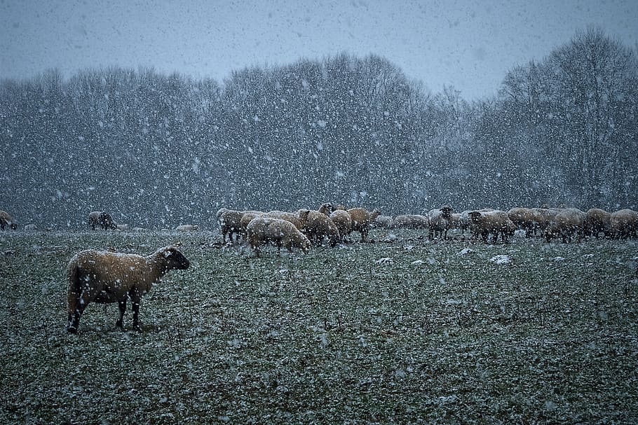 nature, snow, landscape, winter, cold, sheep, flock of sheep