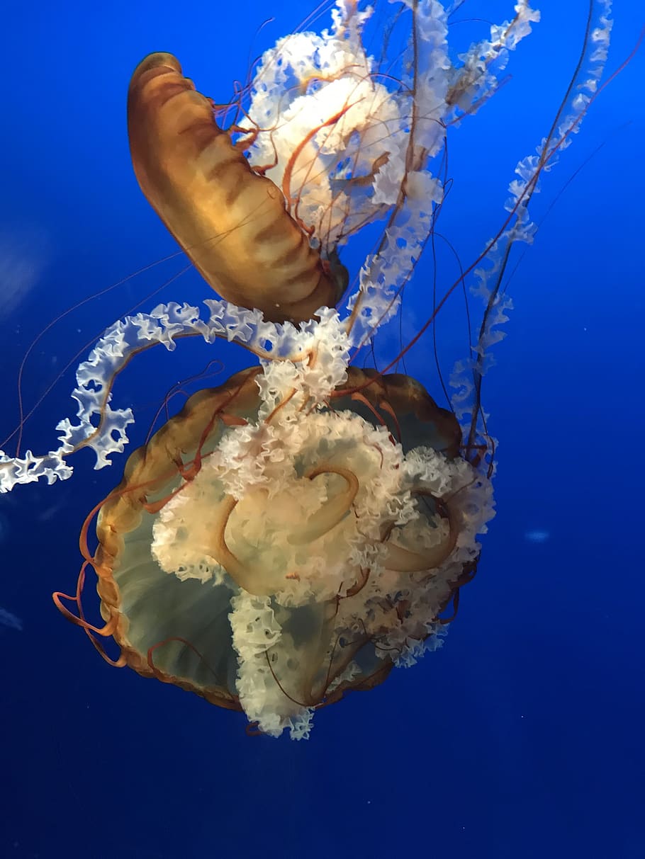animal, sea life, invertebrate, osaka, japan, jellyfish, clam
