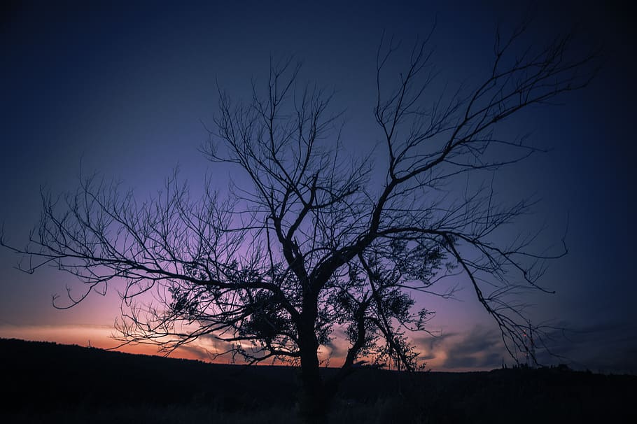 Photo of Autumn Tree during Sunset, backlit, branches, clouds HD wallpaper