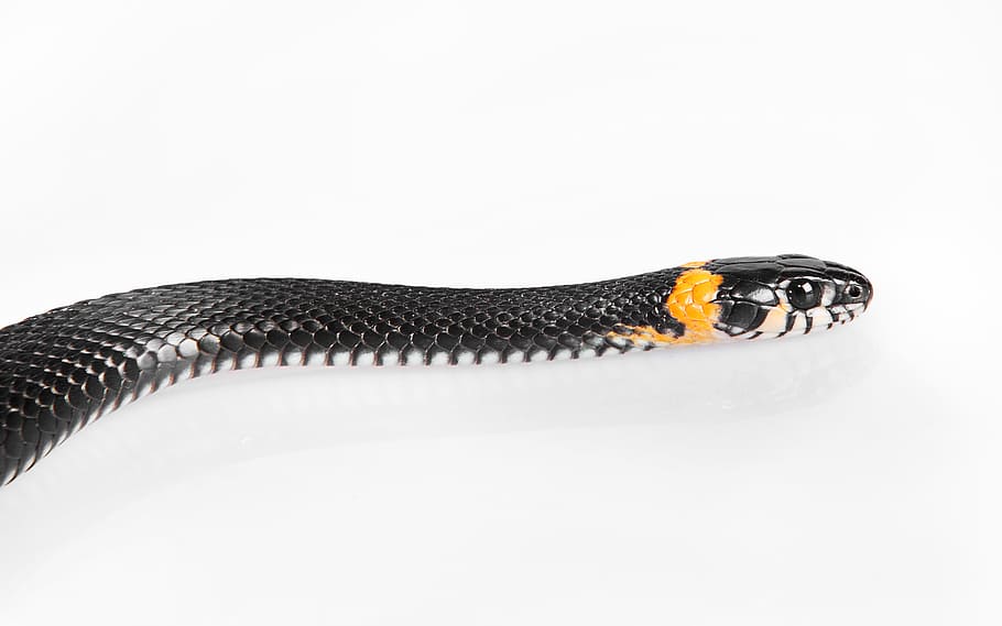 snake, slither, animal, black, cold, blooded, cunning, danger HD wallpaper
