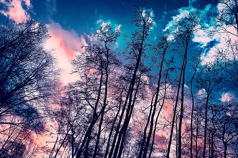 trees, tall trees, bare trees, bare branches, winter trees HD wallpaper