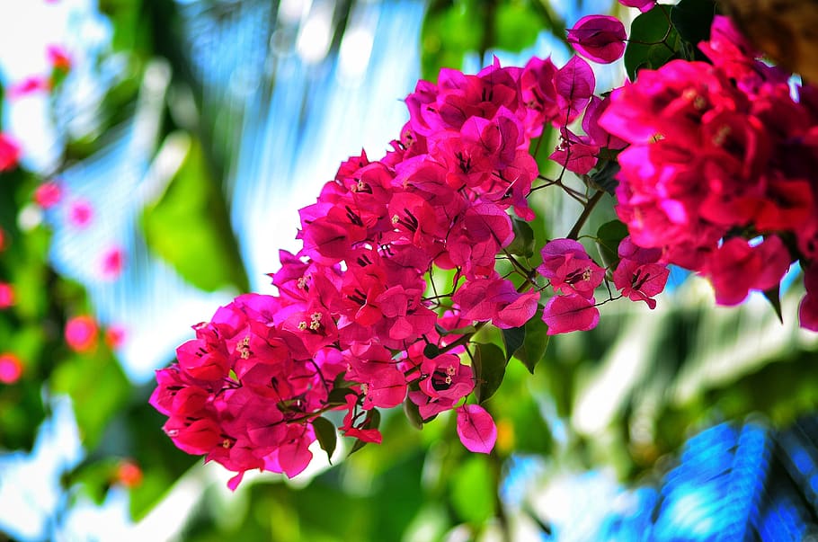 bougainvillea, flower, natural, red, nyc, landscape, flowering plant