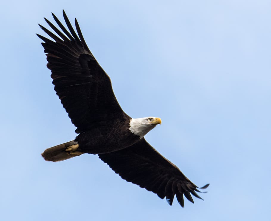 raptor, bird, eagle, bald, bald eagle, flight, dom, outdoors HD wallpaper