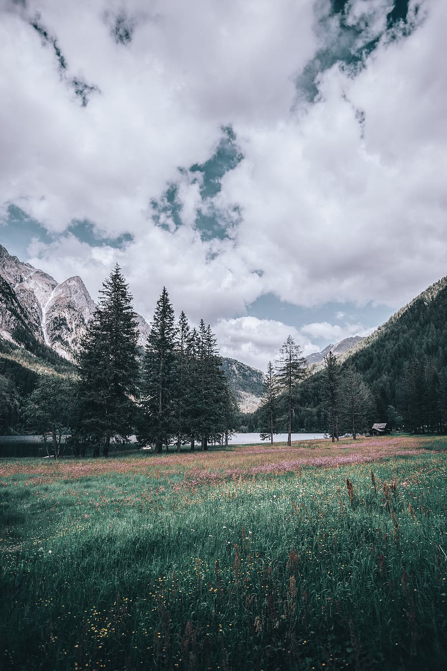 Pine trees and clouds, meadow, grass, field, flower, forest, mountain HD wallpaper