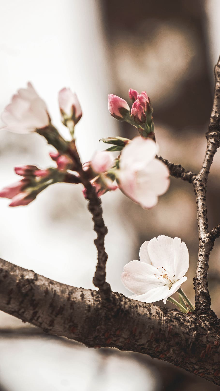 white flowers in bloom, plant, flowering plant, beauty in nature HD wallpaper