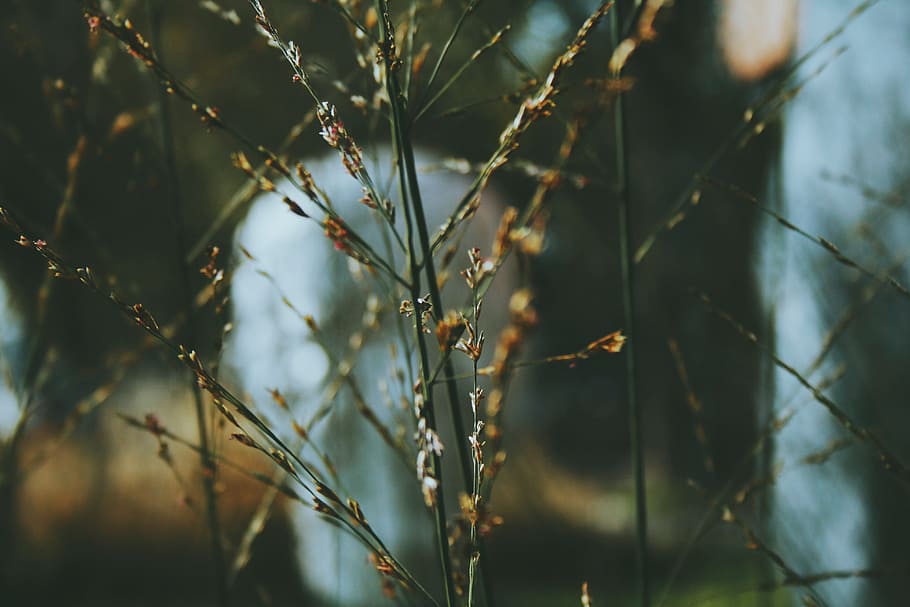 tree, nature, forest, grass, branch, winter, light, plant, sunlight HD wallpaper