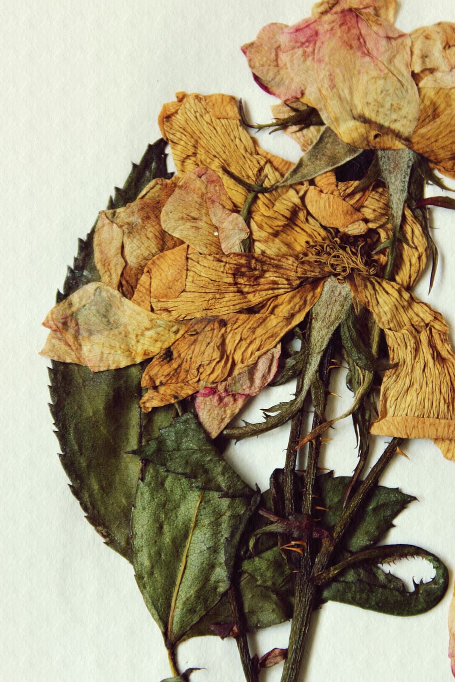 pressed, preserved, bloom, flower, arrangement, stem, thorn HD wallpaper