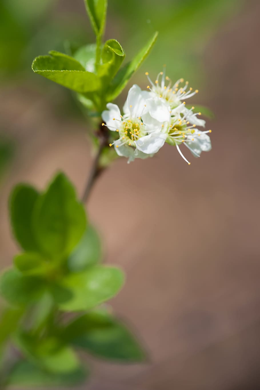 spring, flower, flowers, background, focus, closeup, outdoor HD wallpaper