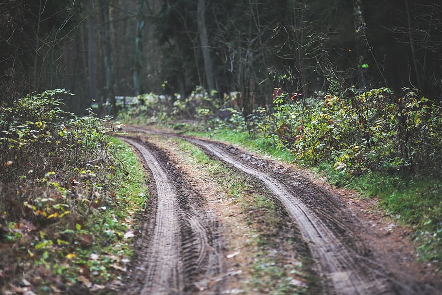 Forest road, dirty, mud, off-road, path, way, wood, plant, tree HD wallpaper