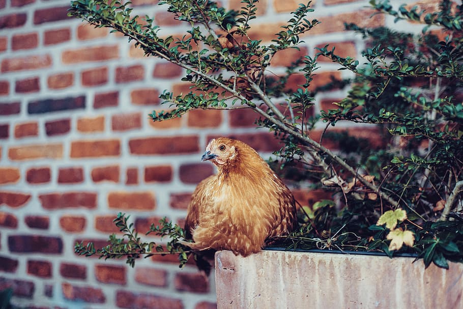 Brown Chicken Nesting on Bench, animal, bird, bricks, close-up HD wallpaper
