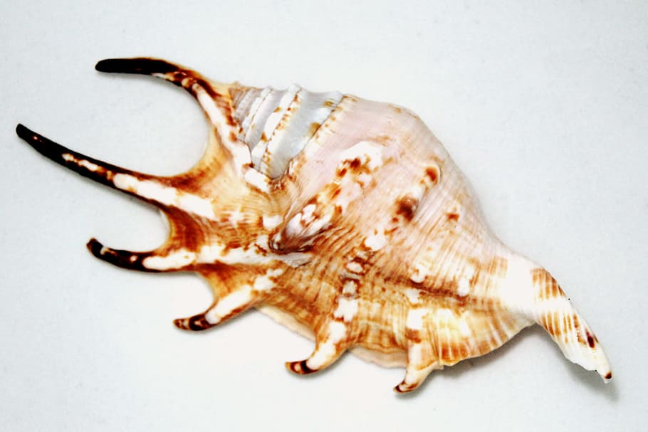 shell, seashell, big, odd, unusual, extravagant, outre, souvenir