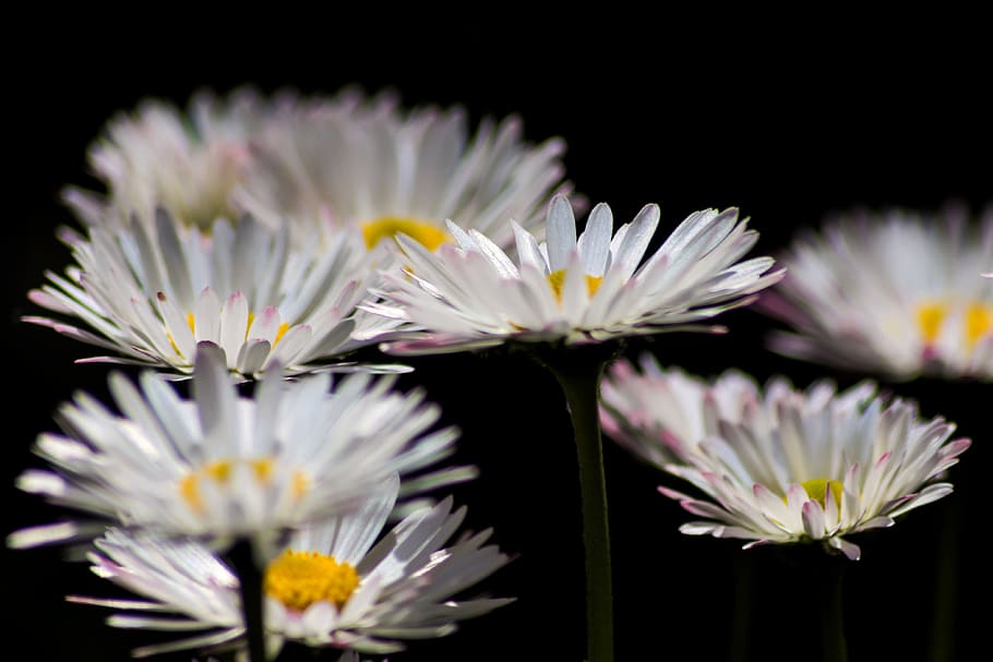 daisies, spring, nature, bloom, flora, beauty, close, colorful HD wallpaper