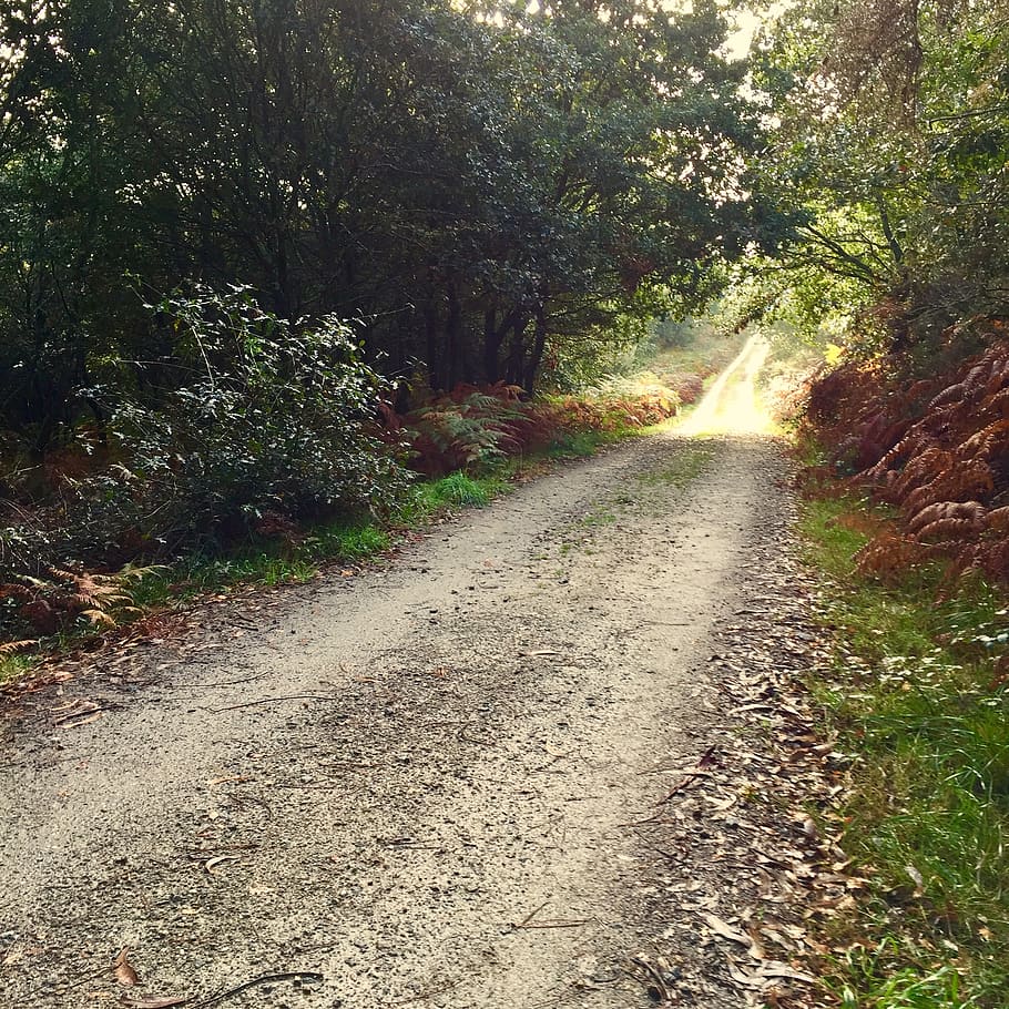 plant, tree, the way forward, direction, forest, nature, tranquility HD wallpaper