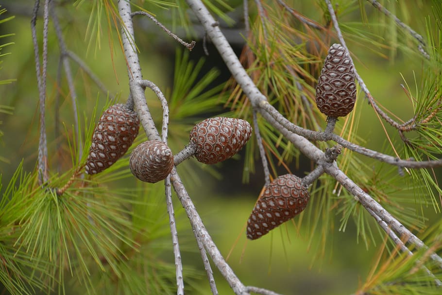 forest, needle, cones, green, nature, tree, coniferous, pine cone, HD wallpaper