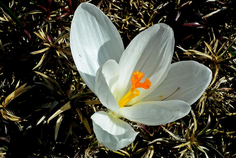 flower, krokus, white, spring, garden, nature, closeup, blooming HD wallpaper